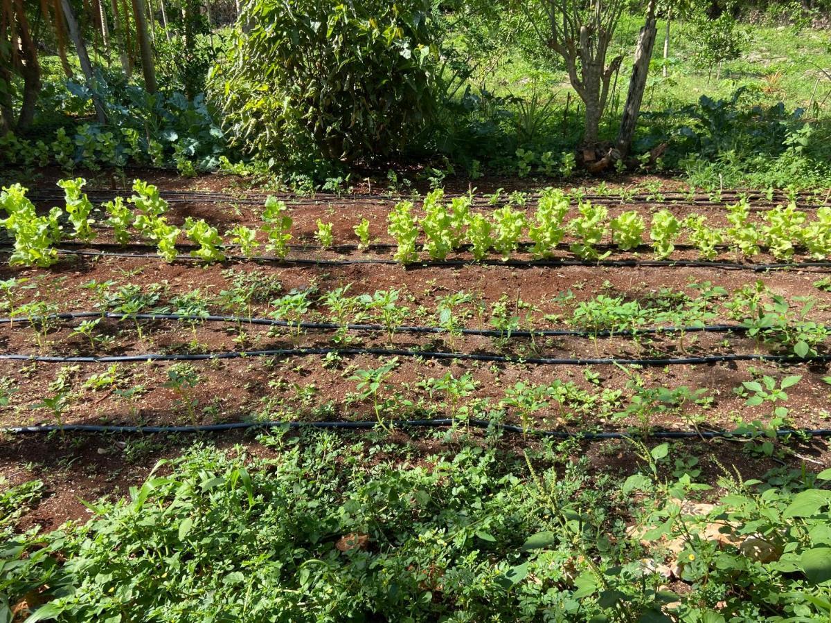 Encantadora Villa Maya Tradicional En Rancho Agroecologico Tzucaceb 외부 사진