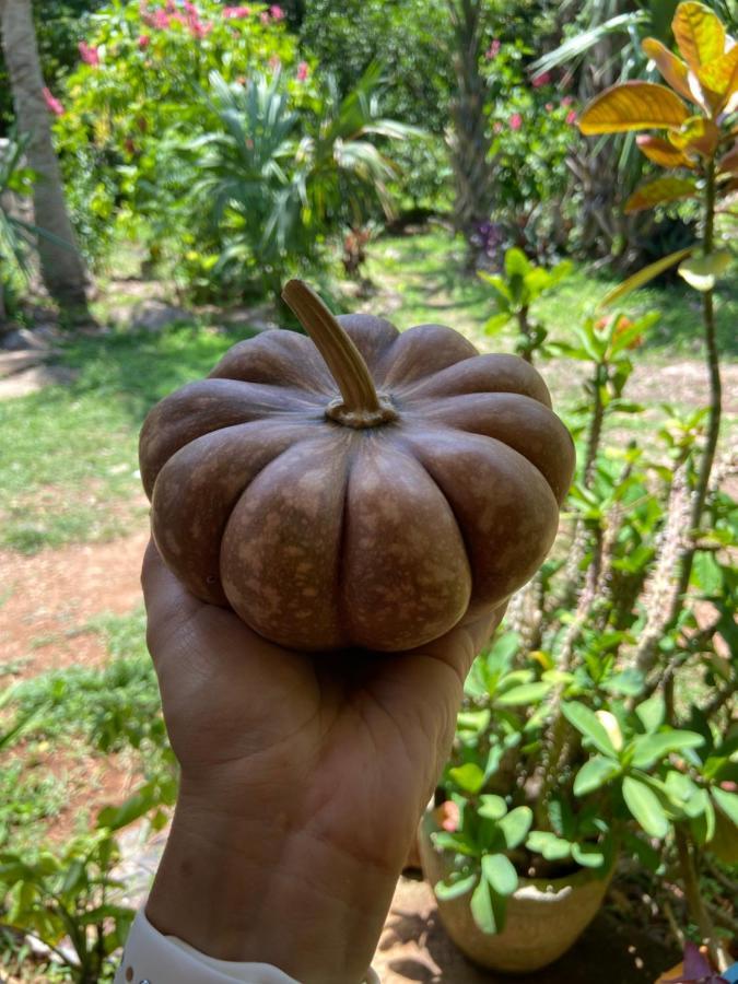 Encantadora Villa Maya Tradicional En Rancho Agroecologico Tzucaceb 외부 사진
